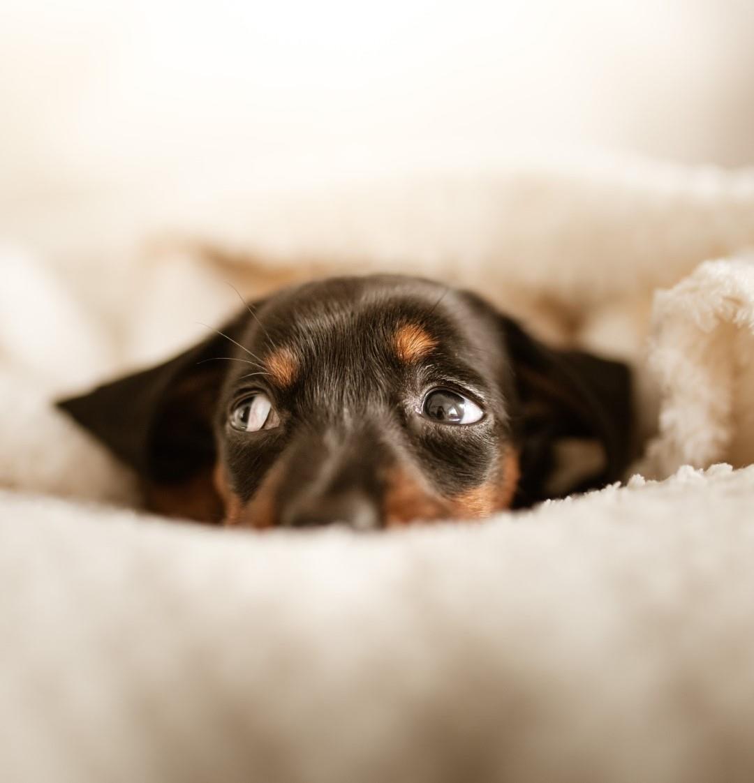 Dogs are more than welcome in Astoria Hotel Ghent