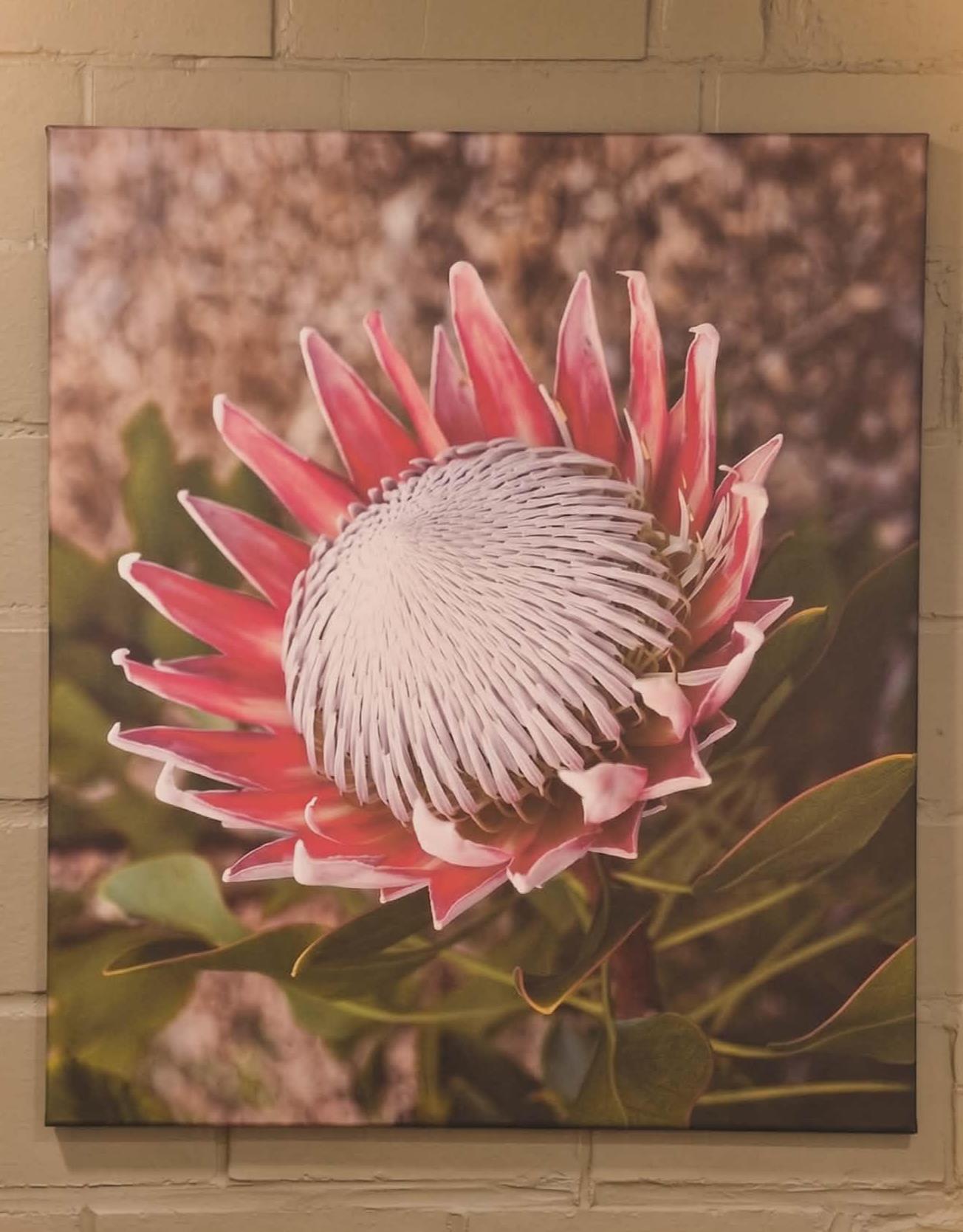 B&B The Protea