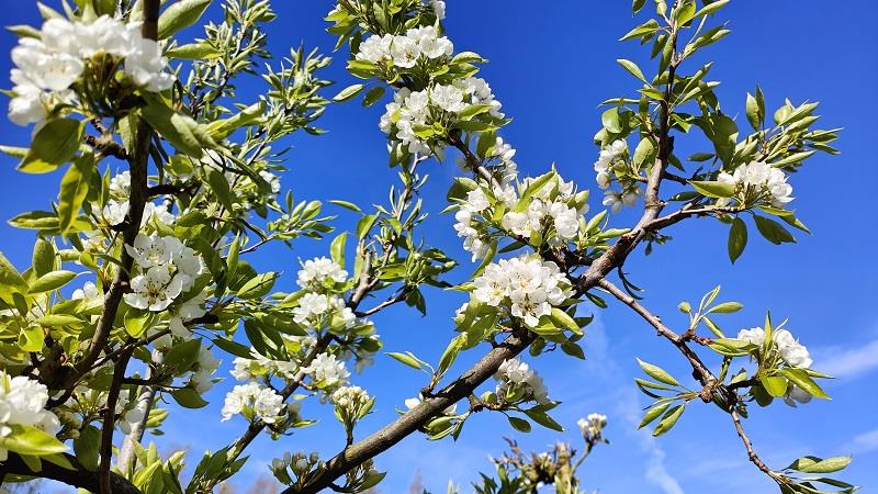 Kasteel van Nieuwland